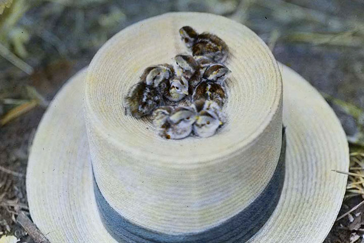 Bobwhite quail chicks sitting on top of a hat