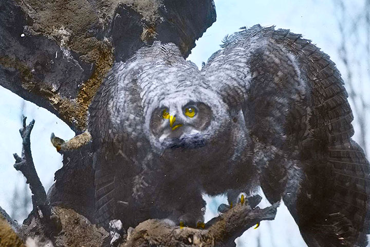 A young owl leaving a nest
