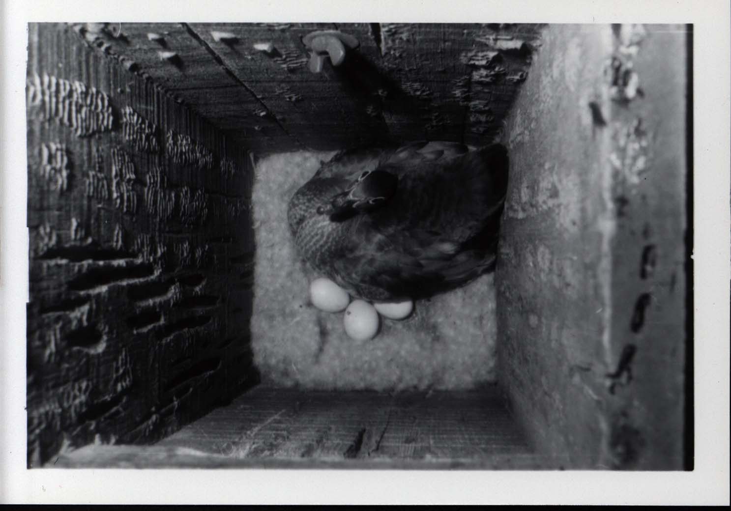 Photograph of mother Wood Duck sitting on eggs in a duck house