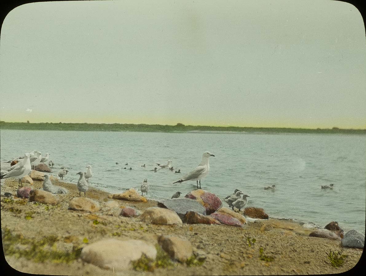 Lantern slide and photograph of Ring-billed Gulls and young on the beach