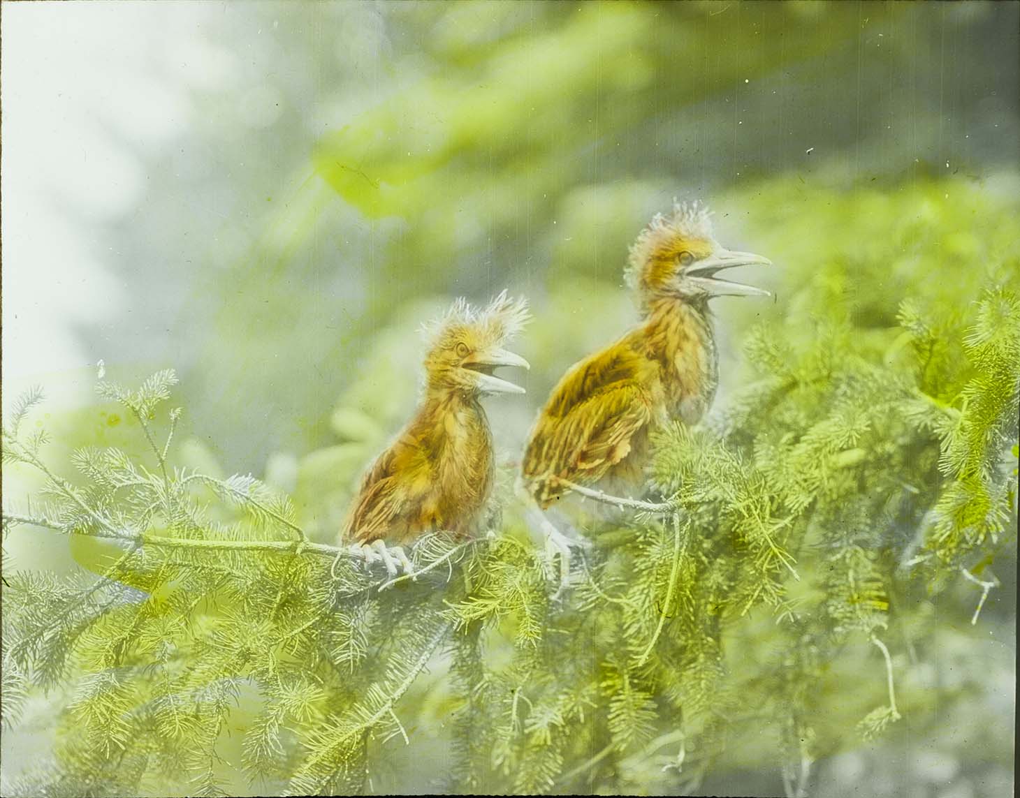 Lantern slide and photograph of two young Black-crowned Night Herons perching on an evergreen branch