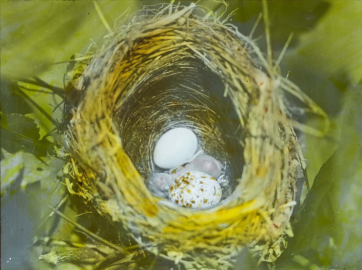 Lantern slide and photograph of an Indigo Bunting nest with eggs and a newly hatched chick