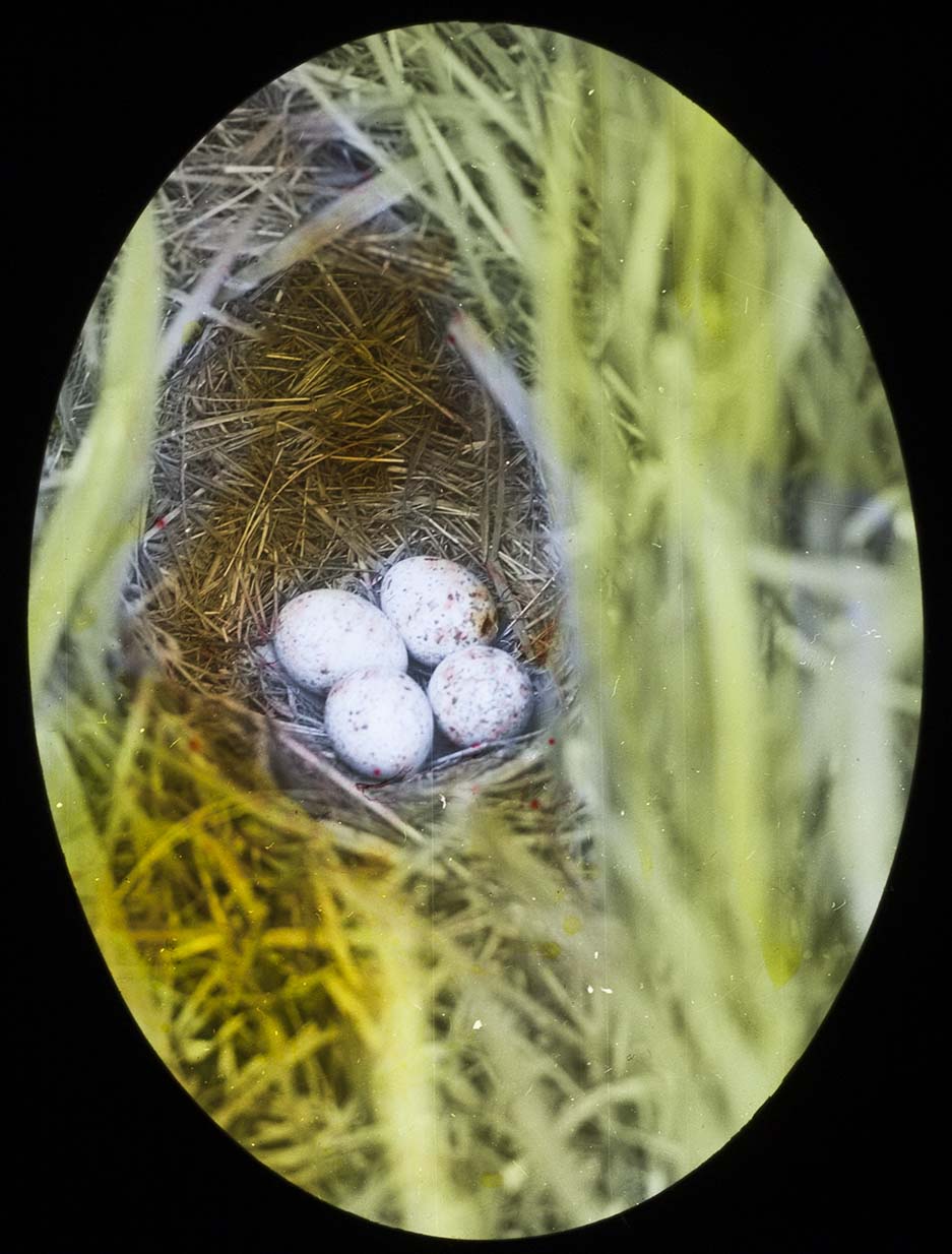 Lantern slide of eggs in a Meadowlark nest