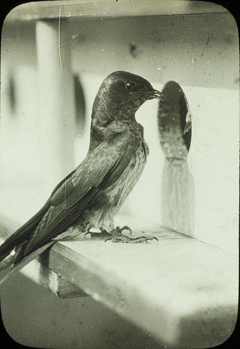 Lantern slide and photograph of a Purple Martin perching on a birdhouse