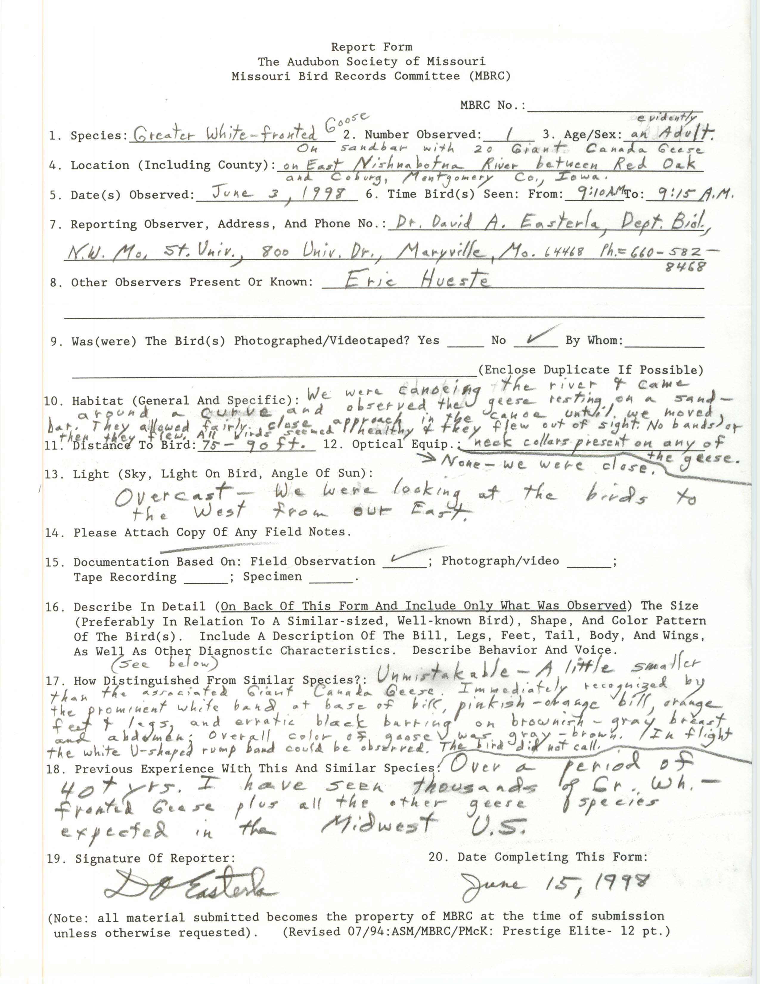 Report form, Greater White-fronted Goose, June 3, 1998, David Easterla