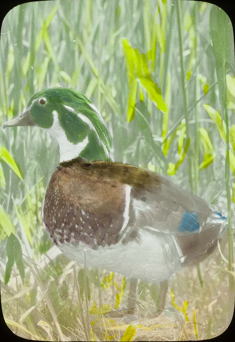 Lantern slide and photograph of a Wood Duck mounted specimen