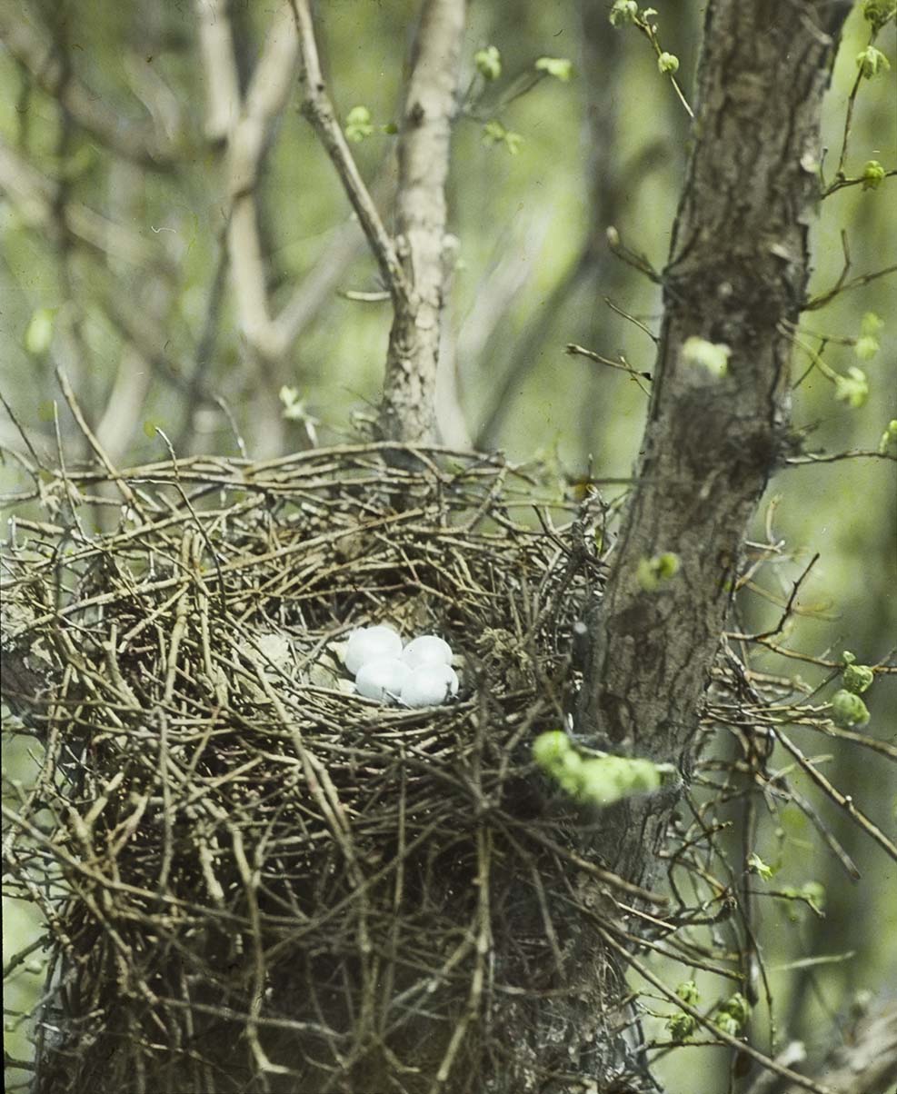 Lantern slide of eggs in a Horned Owl nest