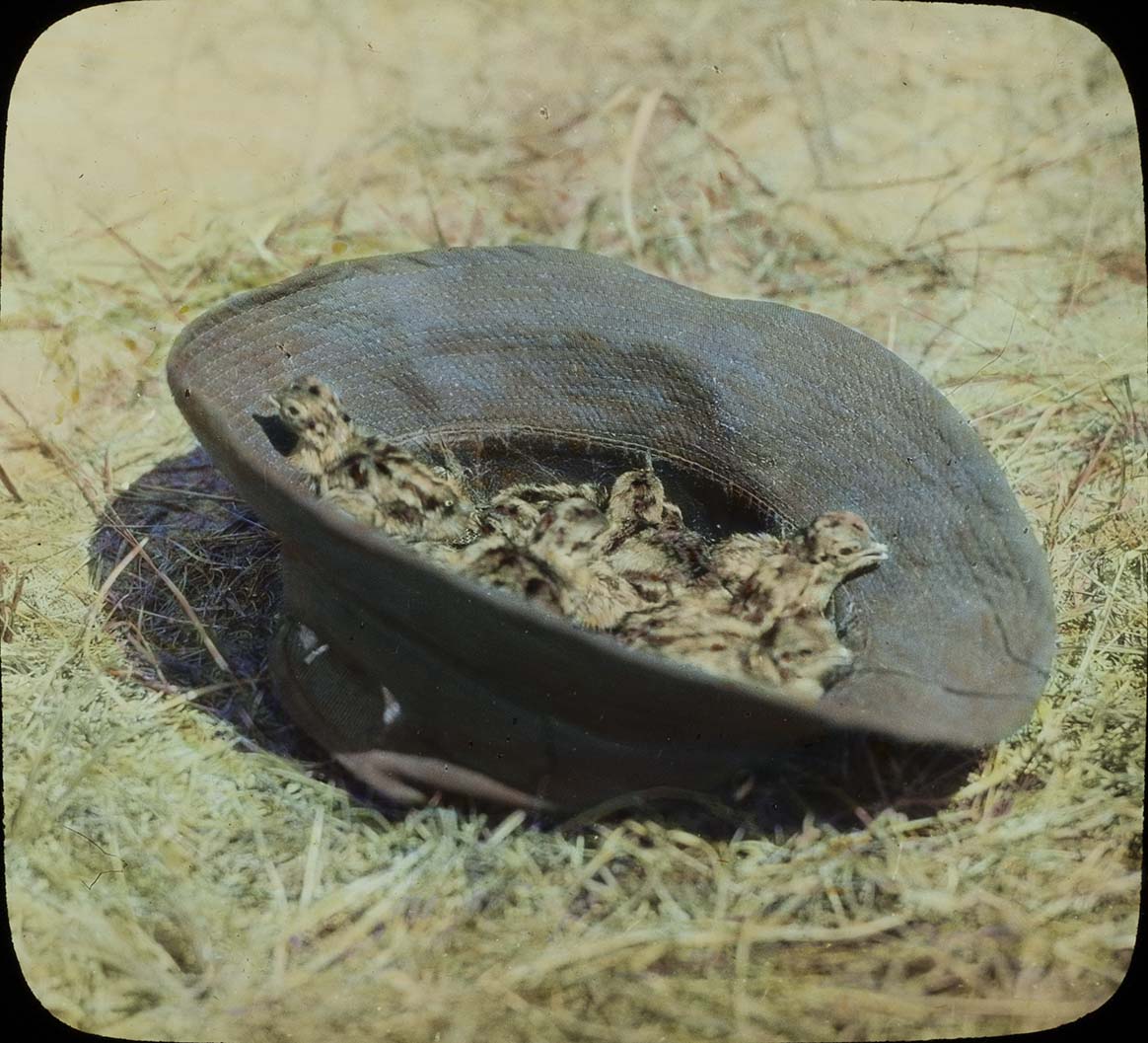 Lantern slide of young Prairie Chickens sitting in a hat