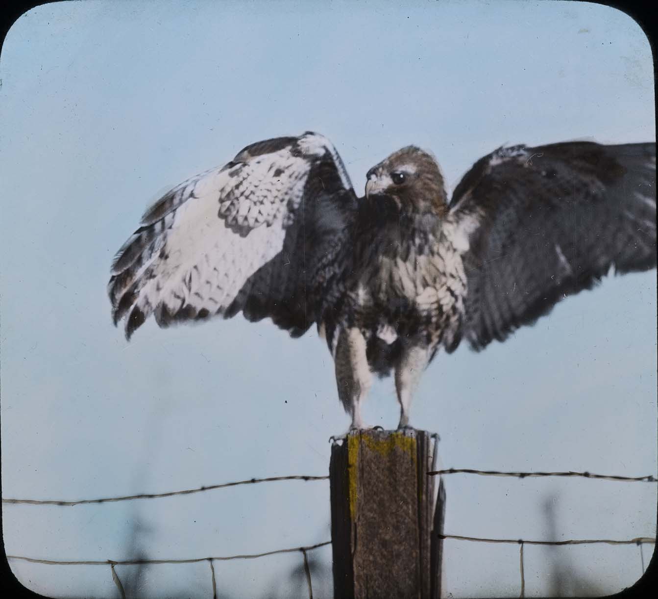 Lantern slide and photograph of a Red-Tailed Hawk