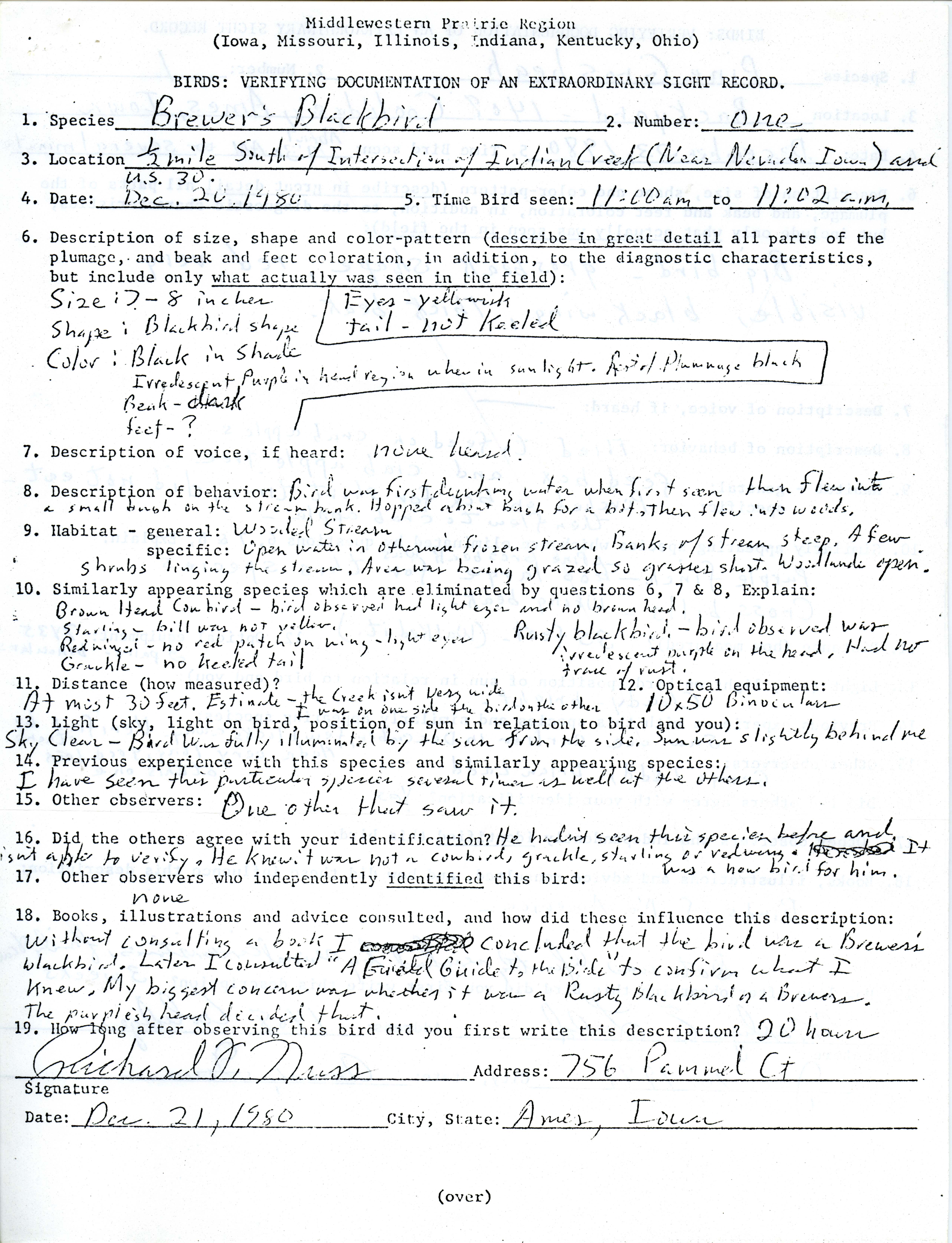 Verifying documentation form for Brewer's Blackbird sighting submitted by Richard Nuss, December 20 1980