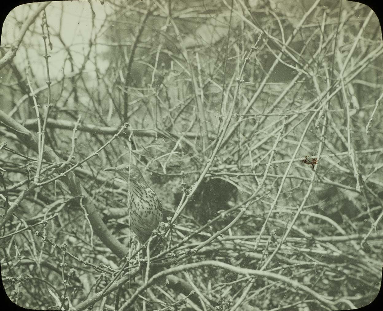 Lantern slide and photograph of a Brown Thrasher near a nest