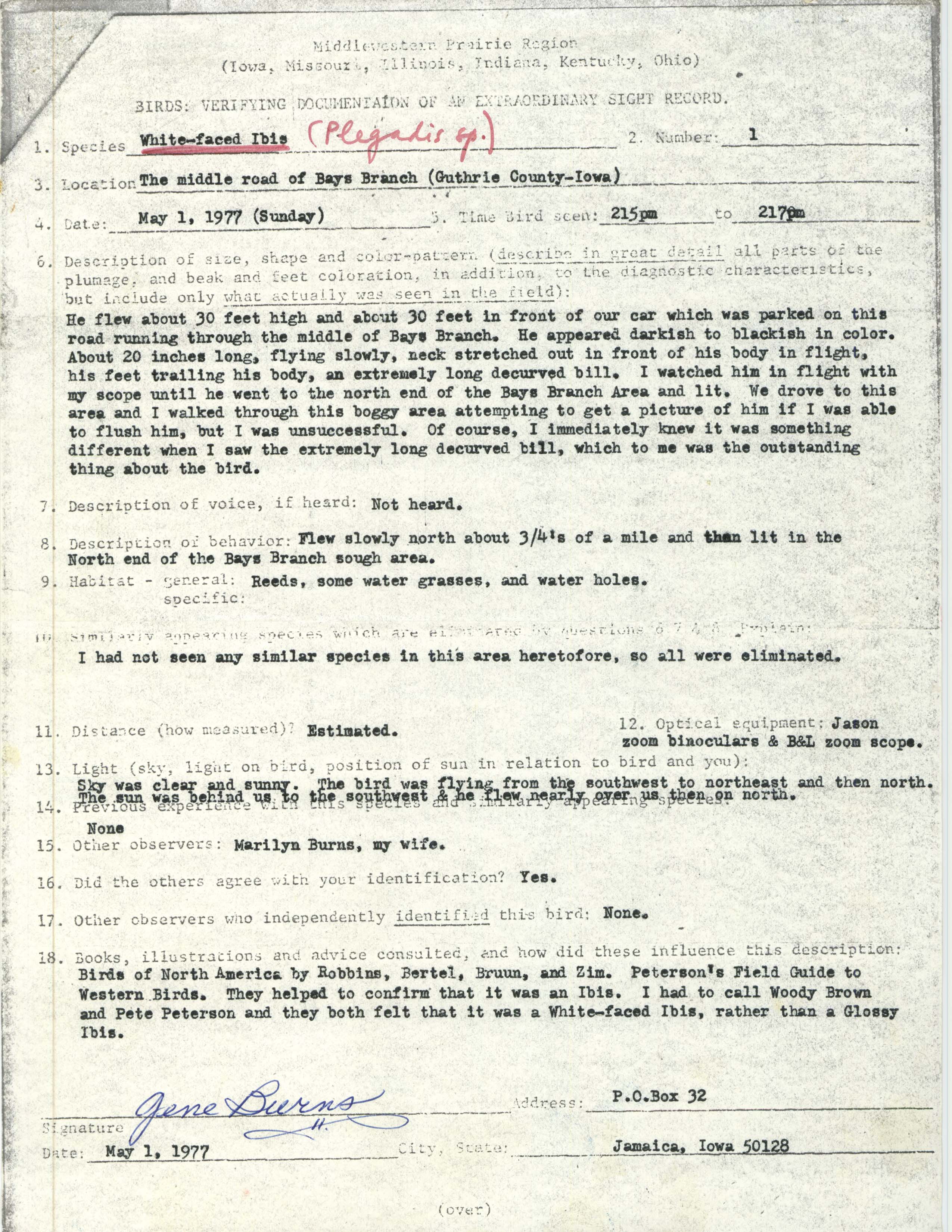 Rare bird documentation form for White-faced Ibis at Bays Branch, 1977
