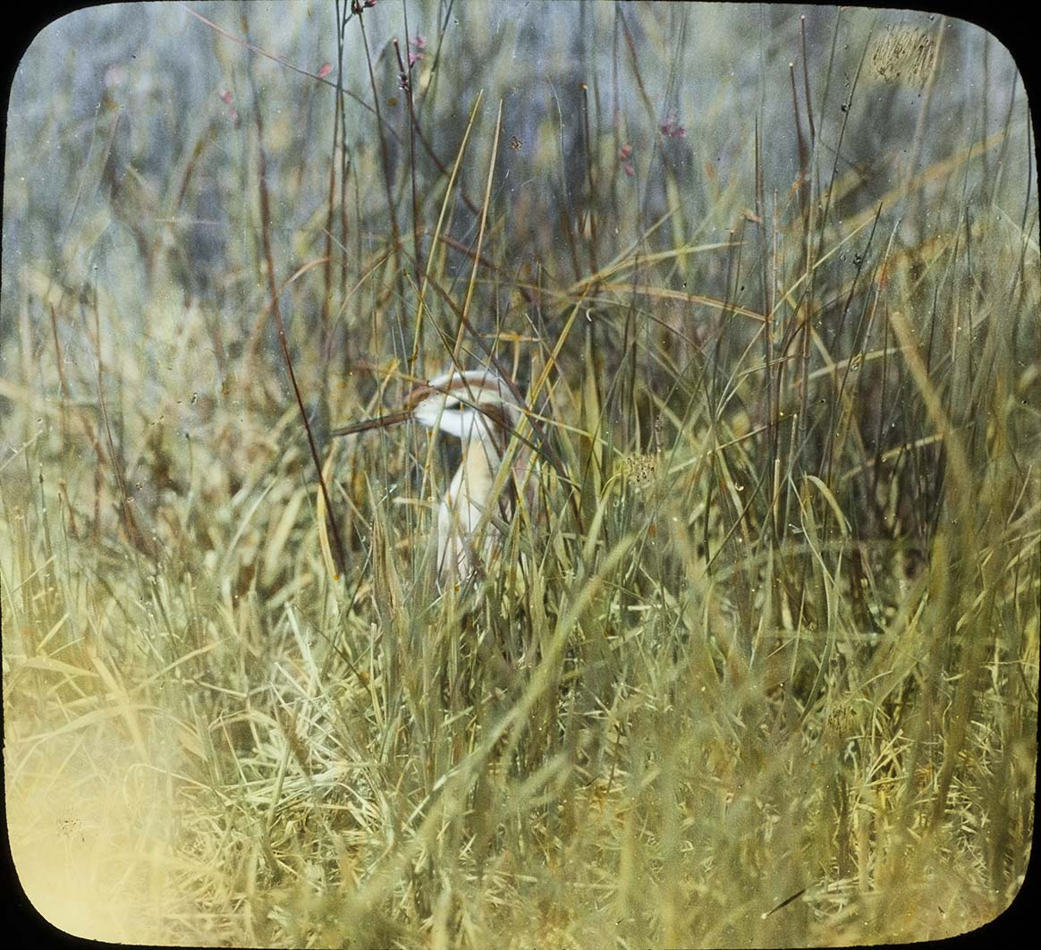 Lantern slide and photograph of a male Wilson's Phalarope brooding a nest