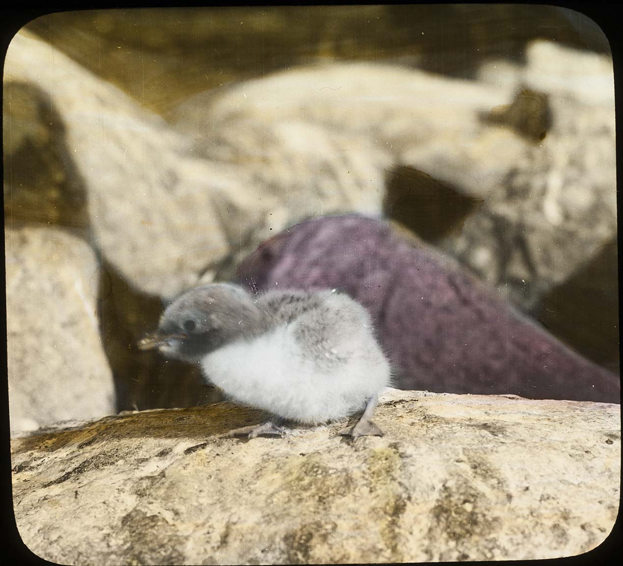 Lantern slide and photograph of a young Forster's Tern