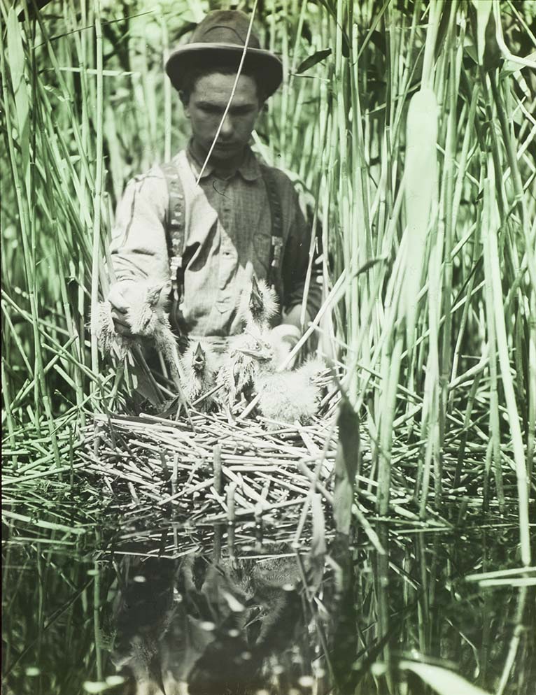 Lantern slide of Walter Rosene standing by a Bittern nest