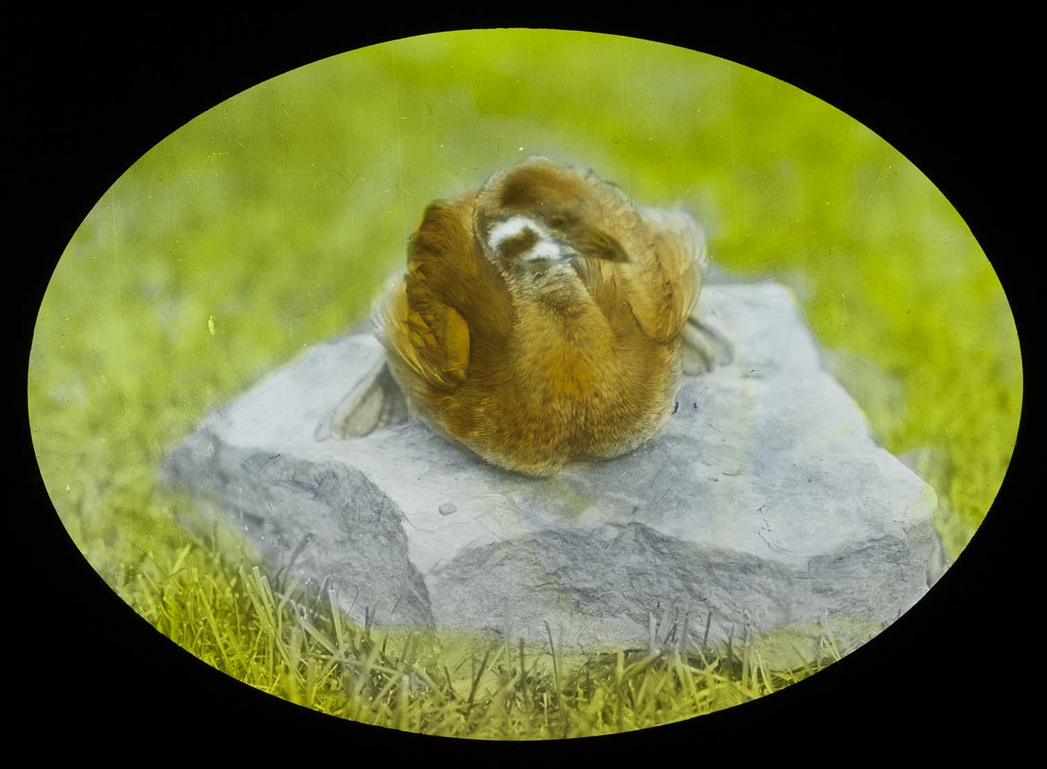 Lantern slide of a young Pied-billed Grebe sitting on a rock