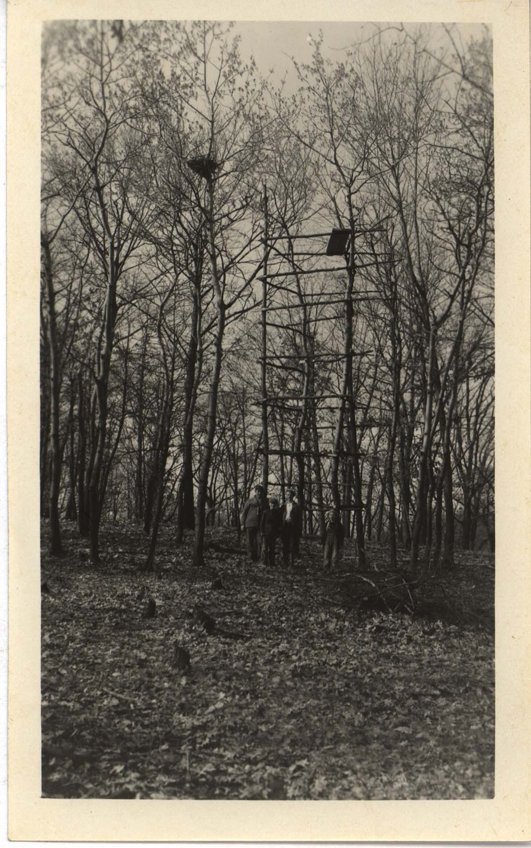 Photograph of an observation tower next to a tree with a Great Horned Owl nest