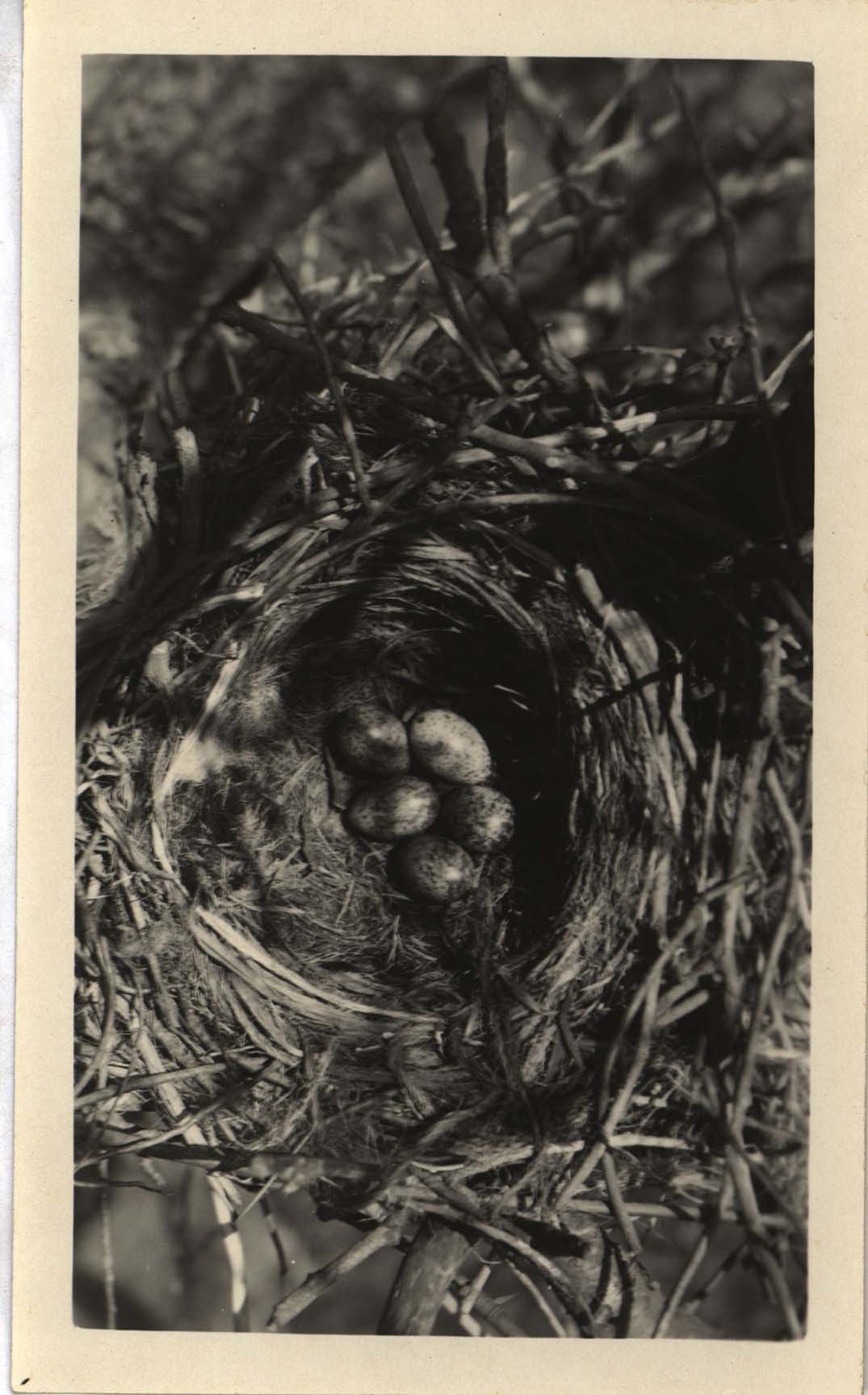Photograph of eggs in a Crow nest