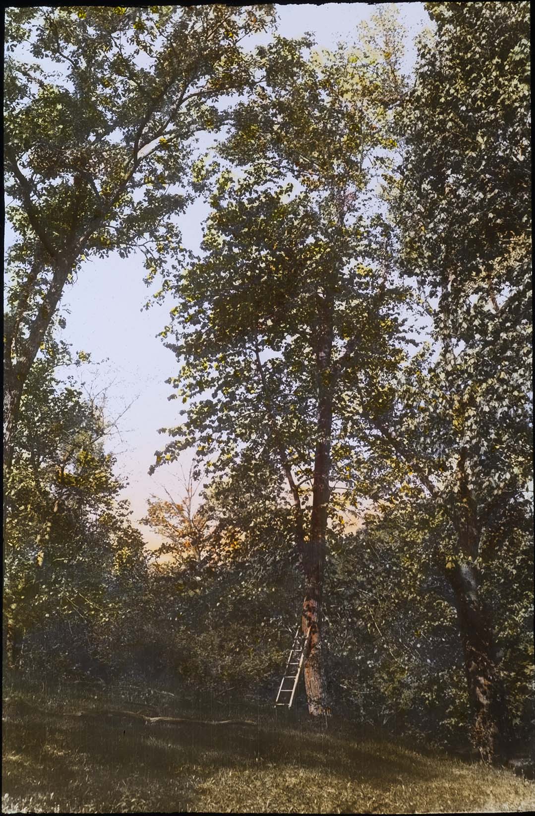 Lantern slide and photograph of a large basswood tree with Red-tailed Hawk nest