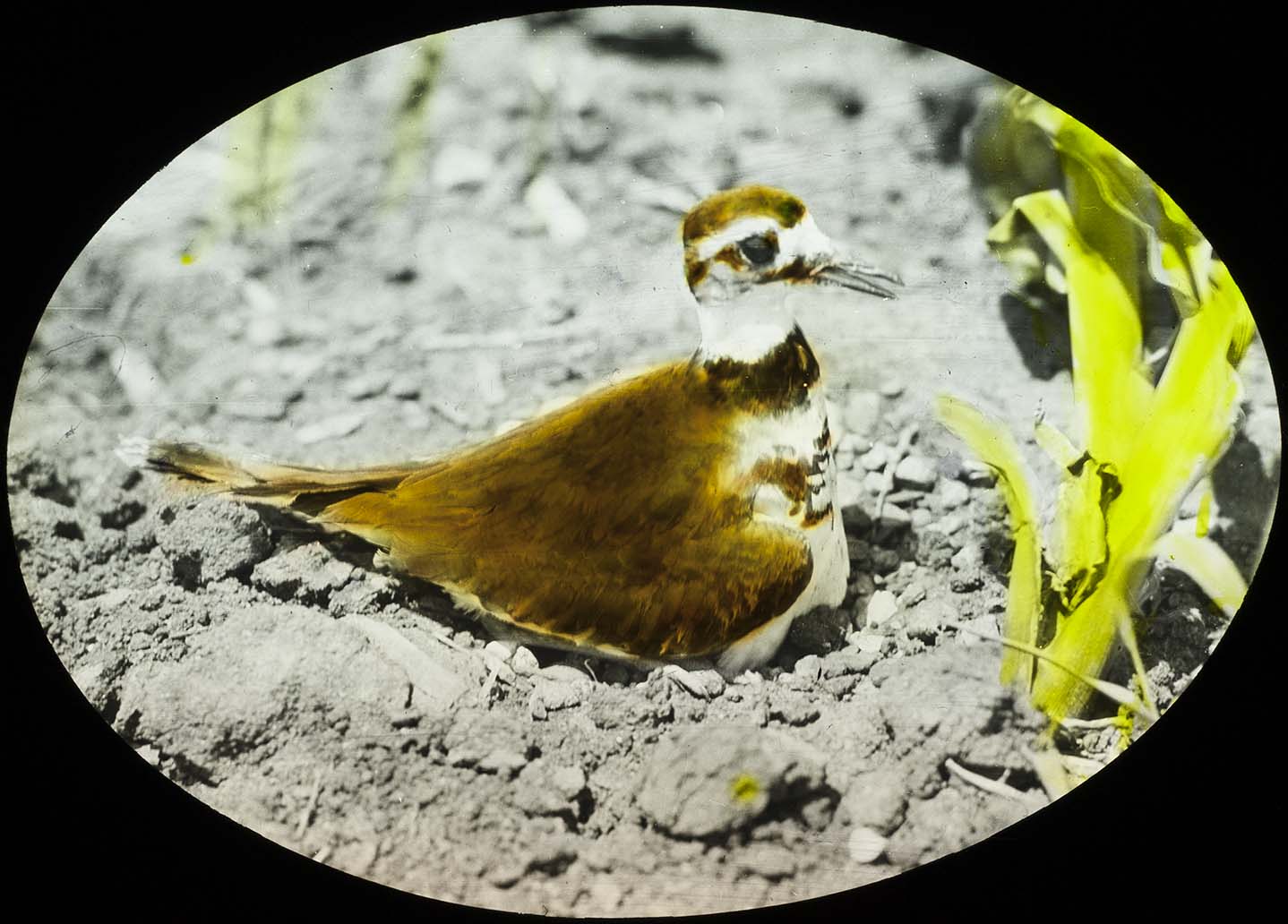 Lantern slide and photograph of a Killdeer brooding four eggs