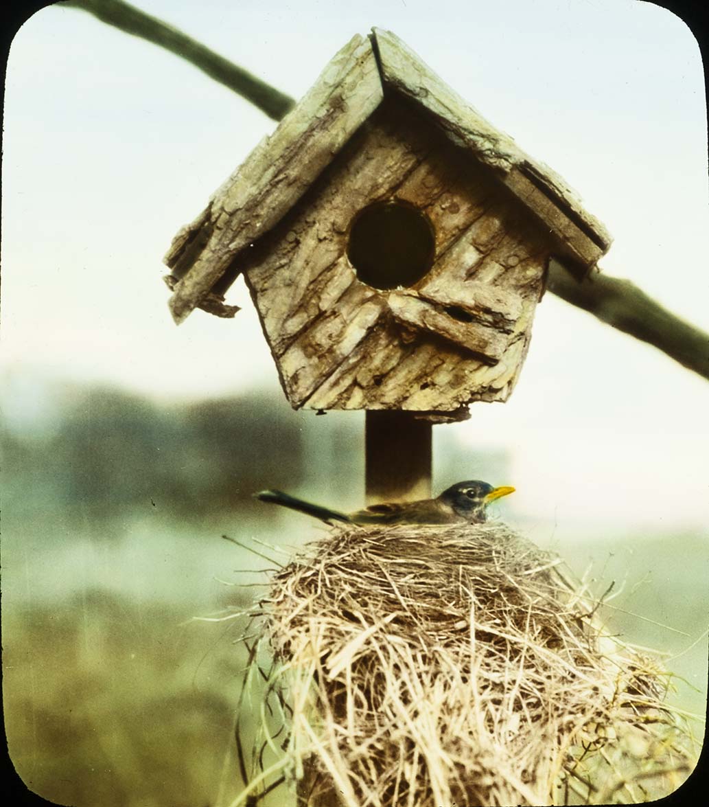 Lantern slide and photograph of a Robin sitting on a nest under a Bluebird nesting box