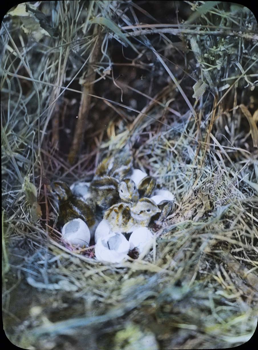 Lantern slide of chicks sitting among hatched egg shells
