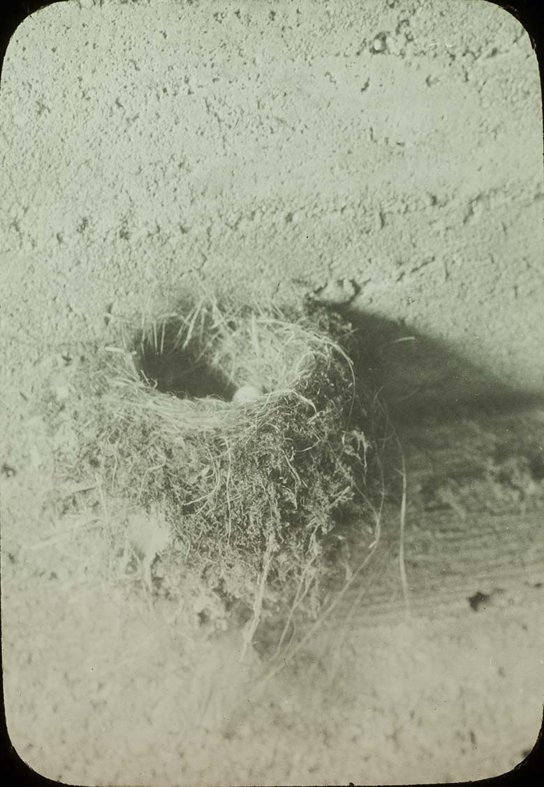 Lantern slide and photograph of eggs in a Phoebe nest