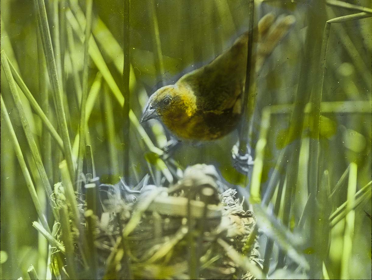 Lantern slide and photograph of a female Yellow-headed Blackbird at a nest