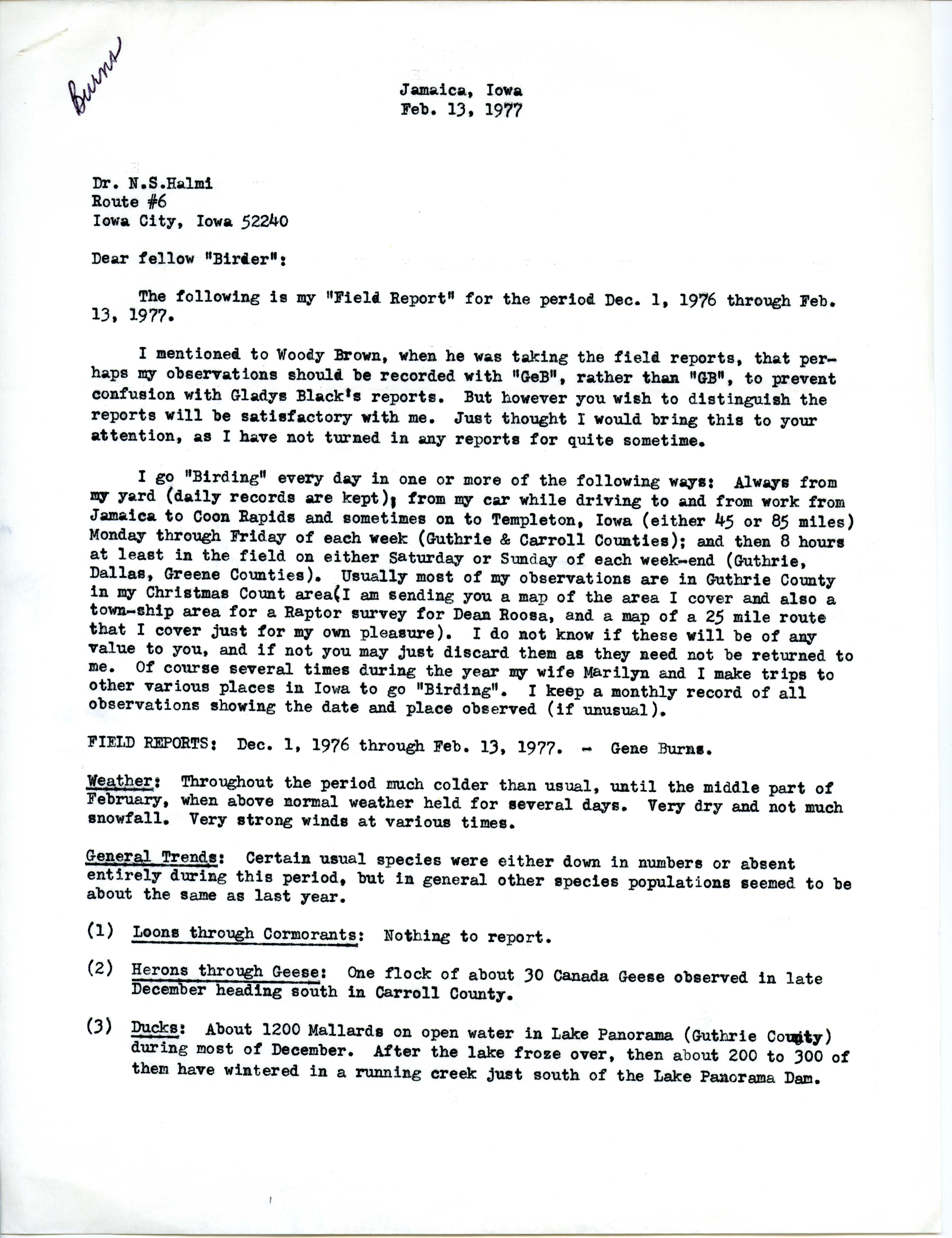 Gene Burns letter to Nicholas S. Halmi regarding bird sightings, February 13, 1977