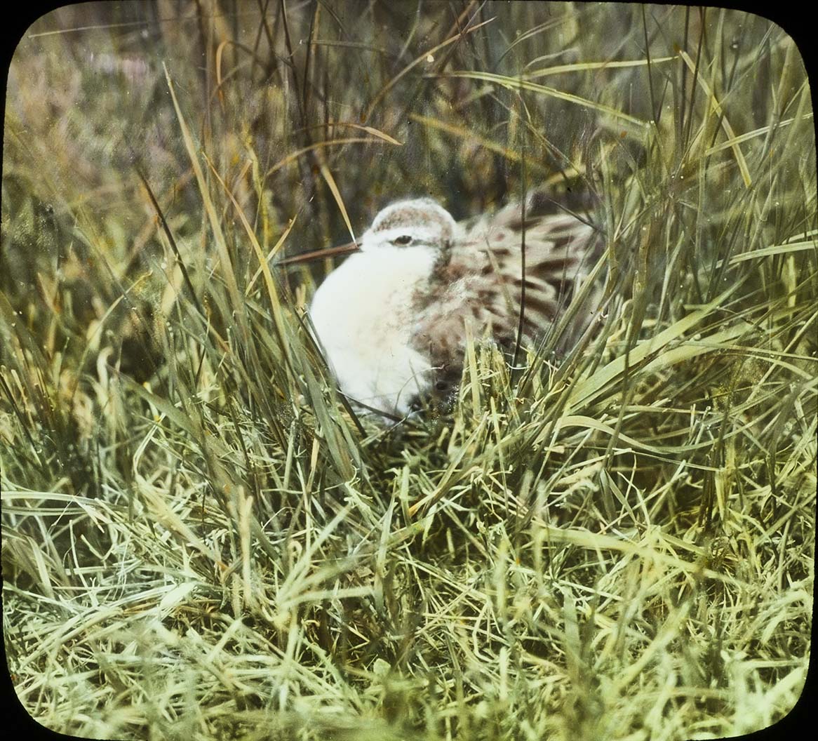 Lantern slide and photograph of a male Wilson's Phalarope sitting on eggs