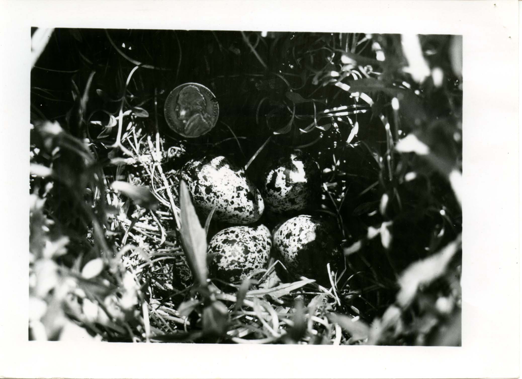 Wilson's Phalaropes nesting in Northwest Iowa 