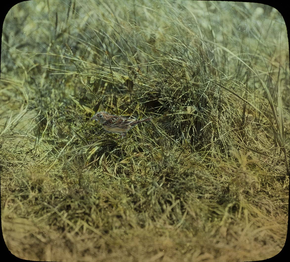 Lantern slide of a Swamp Sparrow standing on the ground