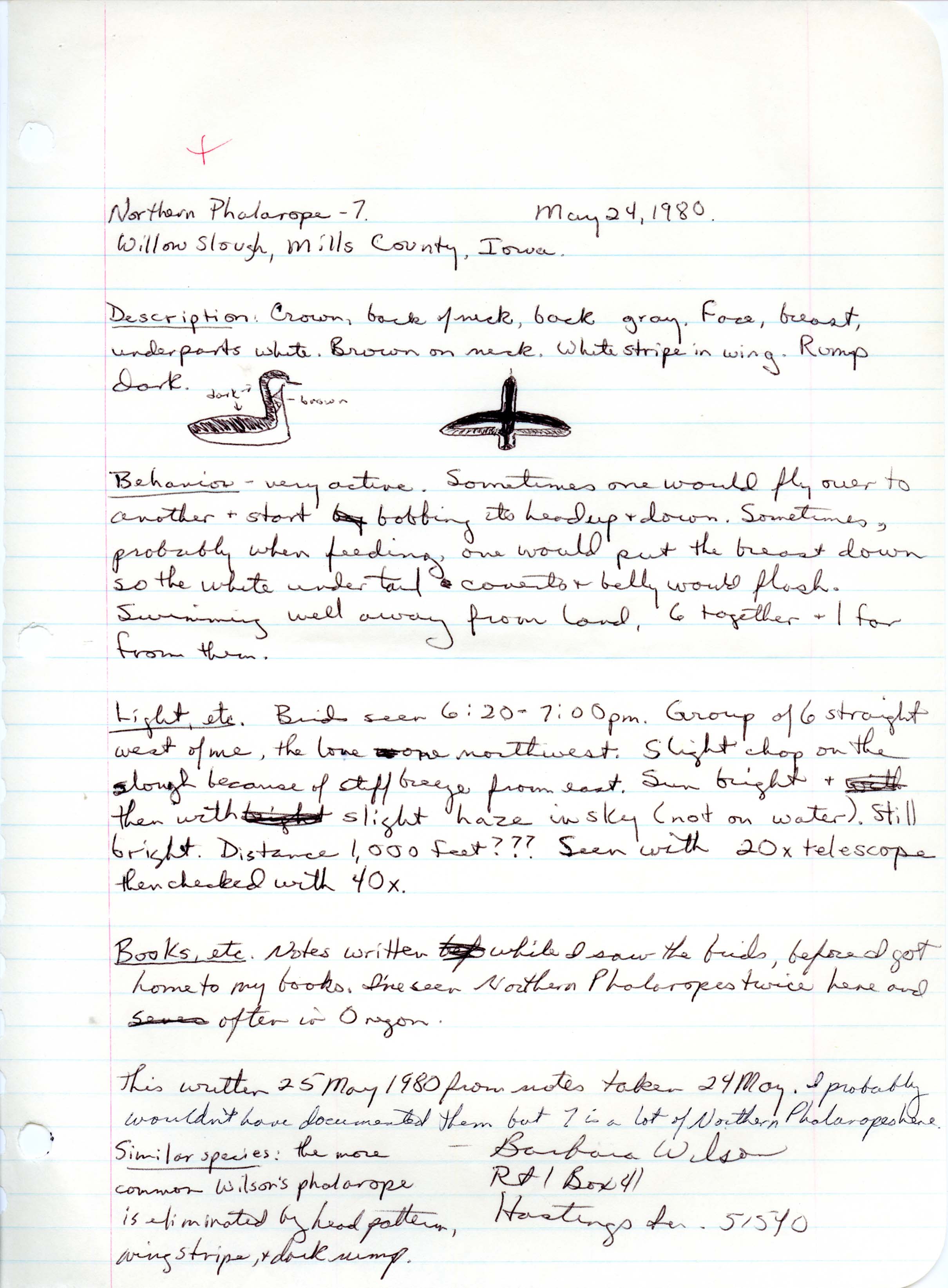 Rare bird documentation form for Red-necked Phalarope at Willow Slough, 1980