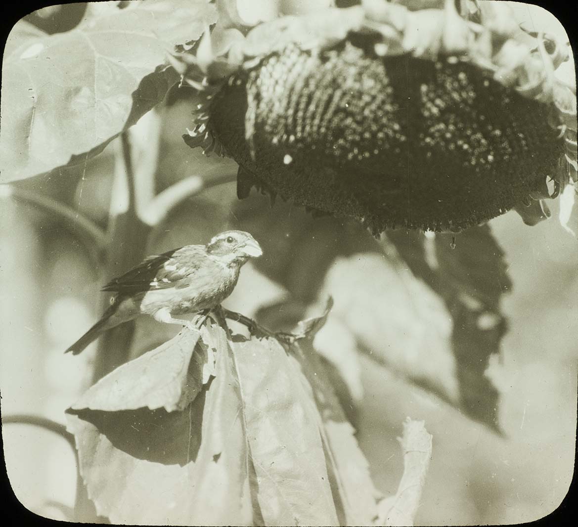 Lantern slide and photograph of a young male Rose-breasted Grosbeak eating sunflower seeds
