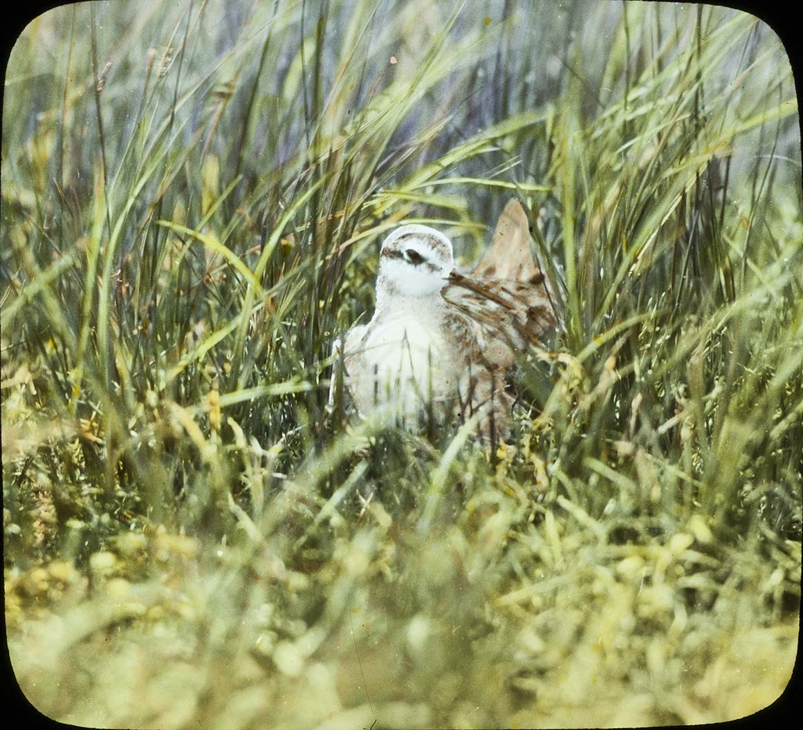 Lantern slide and photograph of a male Wilson's Phalarope sitting on a nest