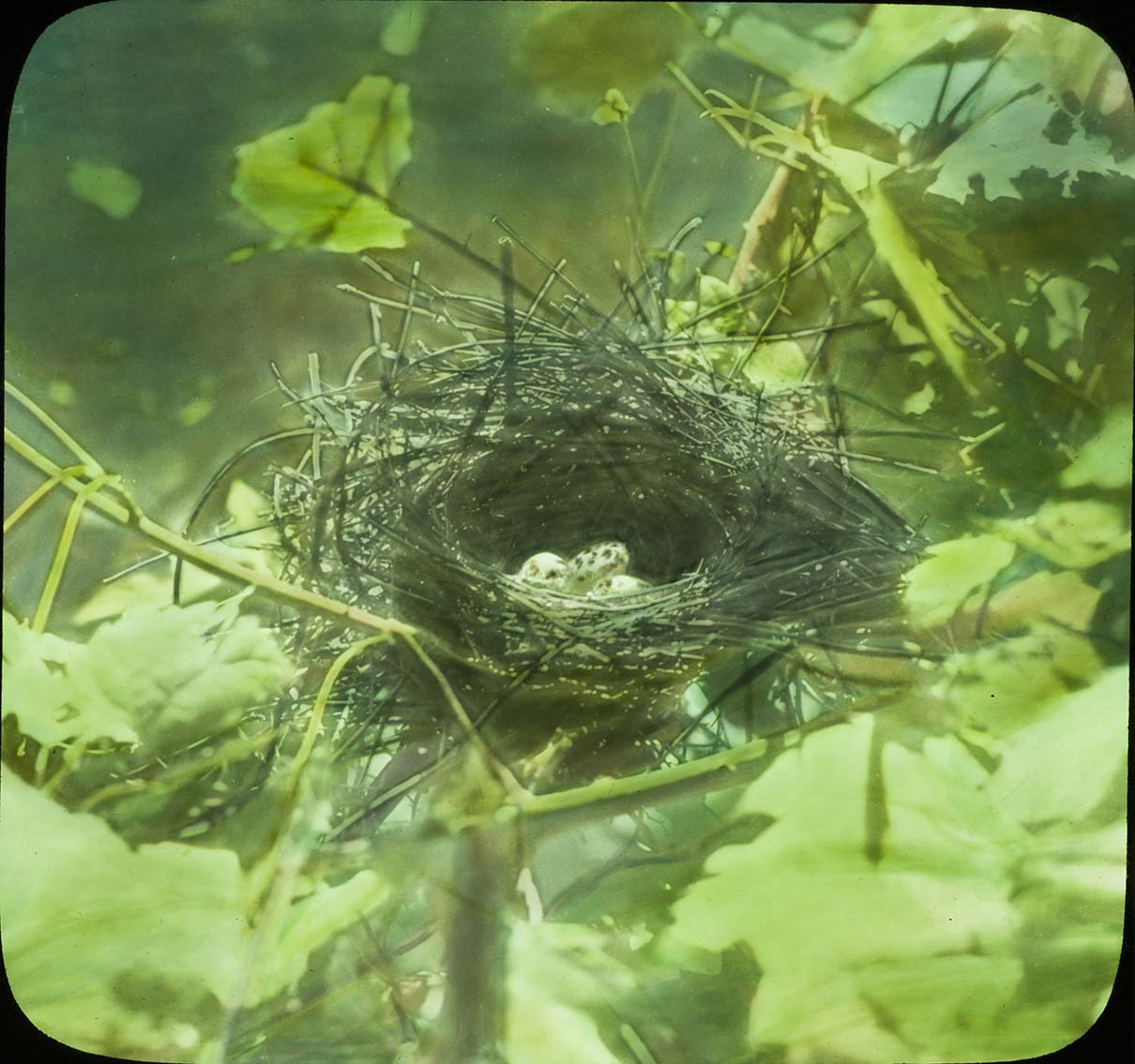 Lantern slide of eggs in a Dickcissel nest