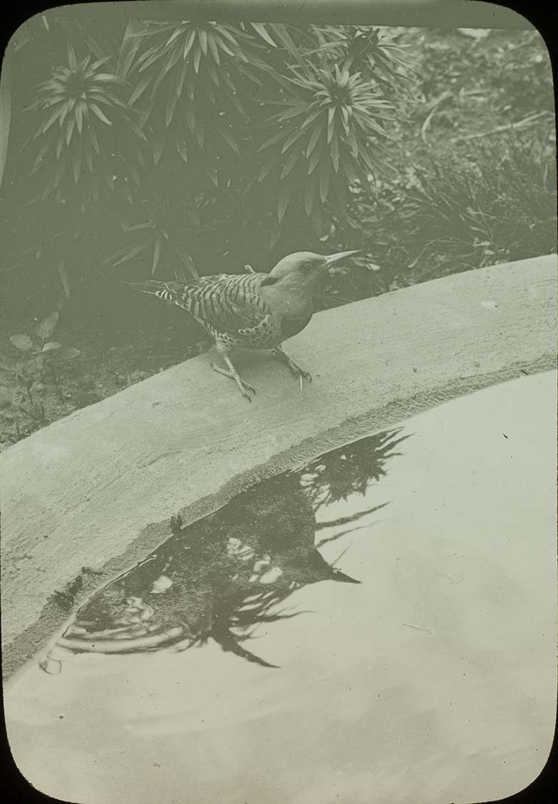 Lantern slide and photograph of a Flicker drinking from a pool of water