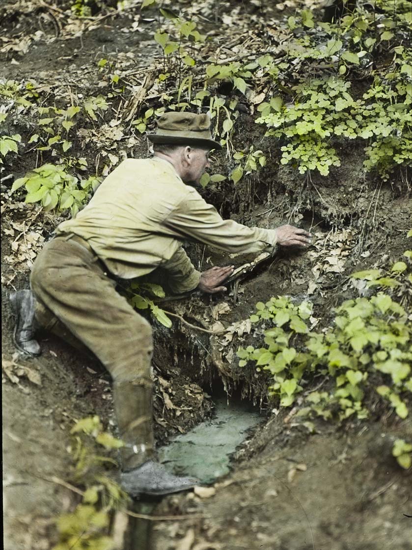 Lantern slide and photograph of Walter Rosene examining a Louisiana Water Thrush nest