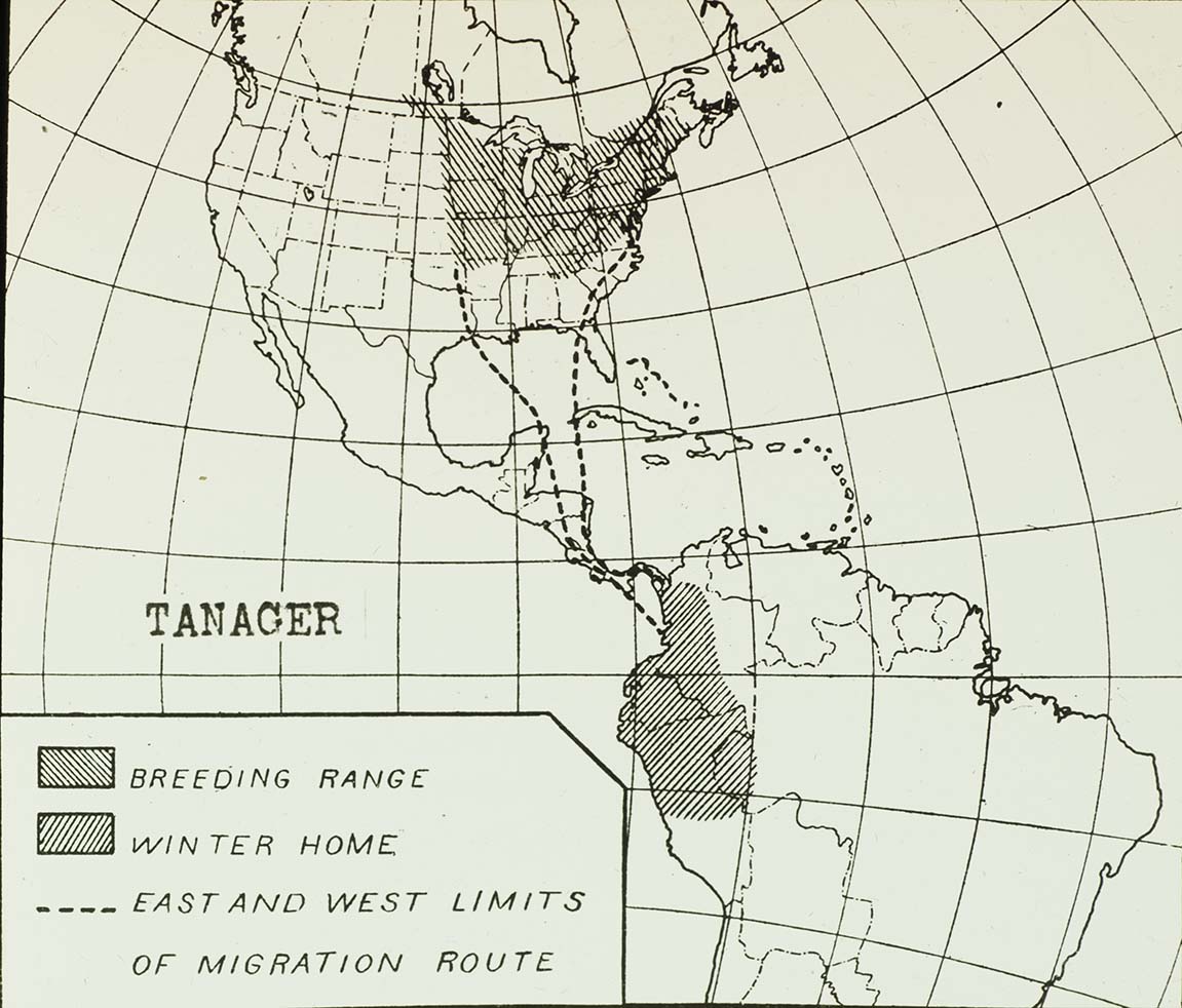 Lantern slide of a Tanager range map
