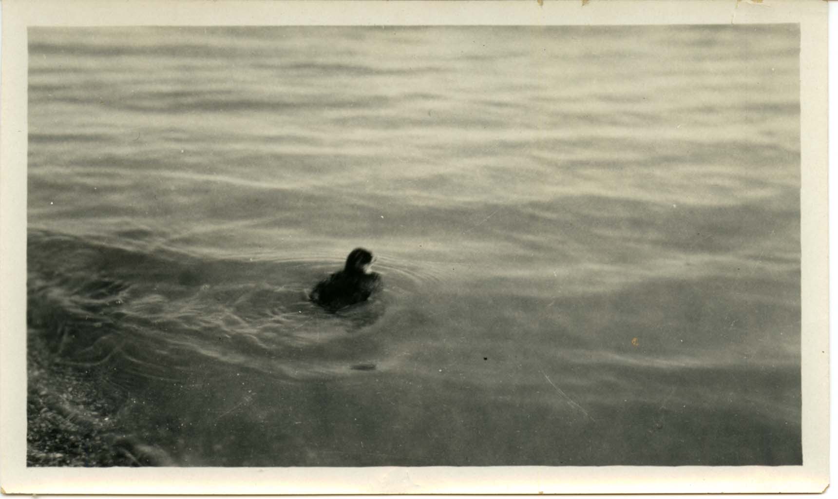 Photograph of a young Eared Grebe swimming