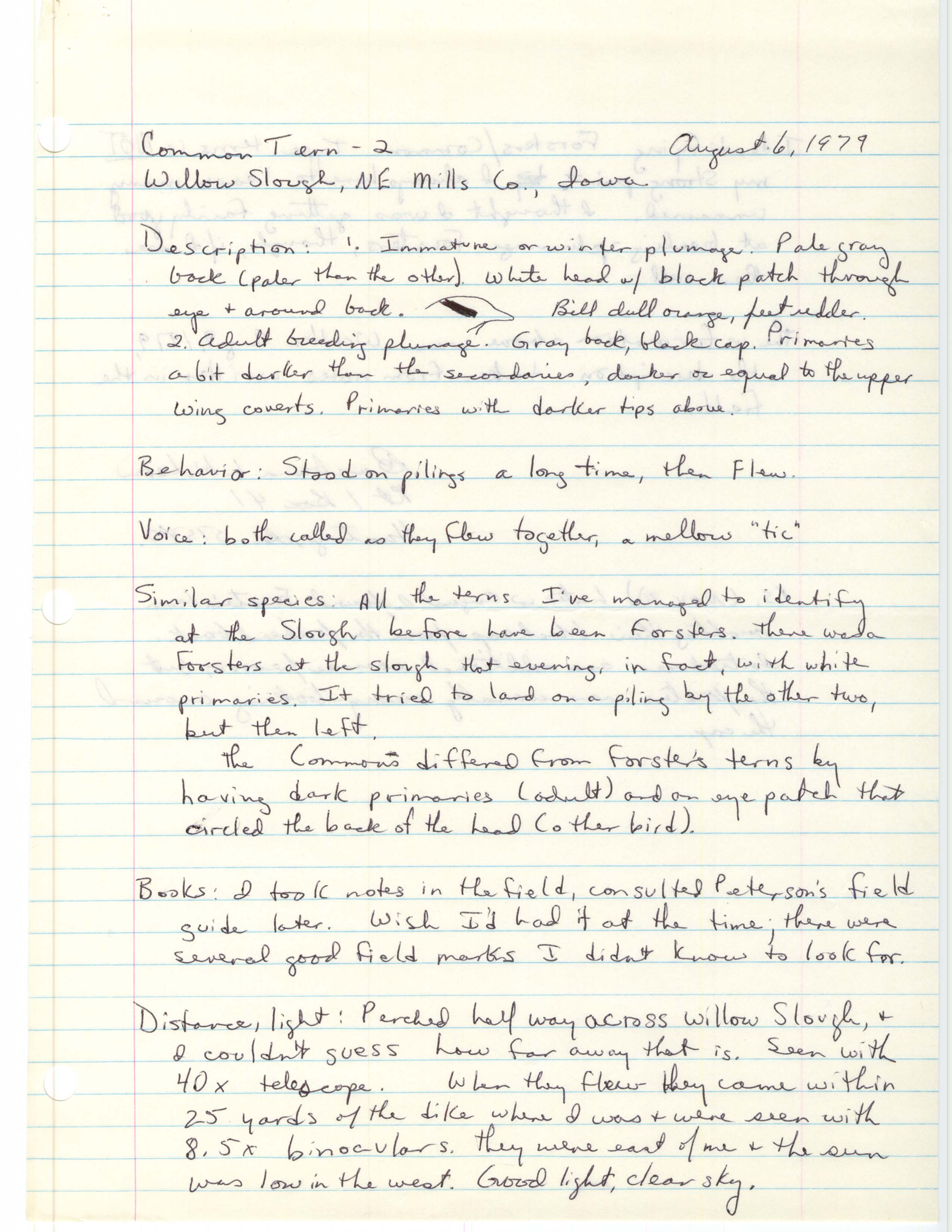 Rare bird documentation form for Common Tern at Willow Slough, 1979
