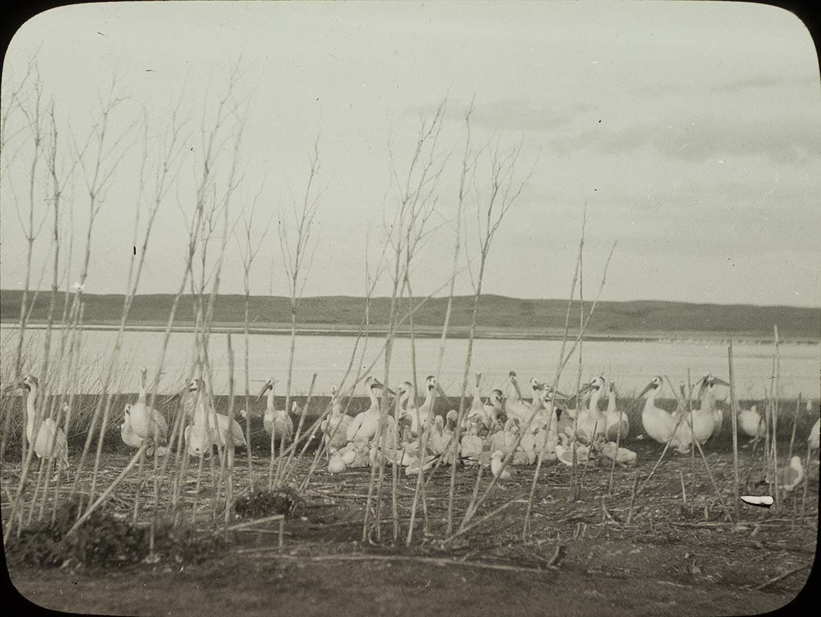 Lantern slide and photograph of young and old Pelicans standing by a lake