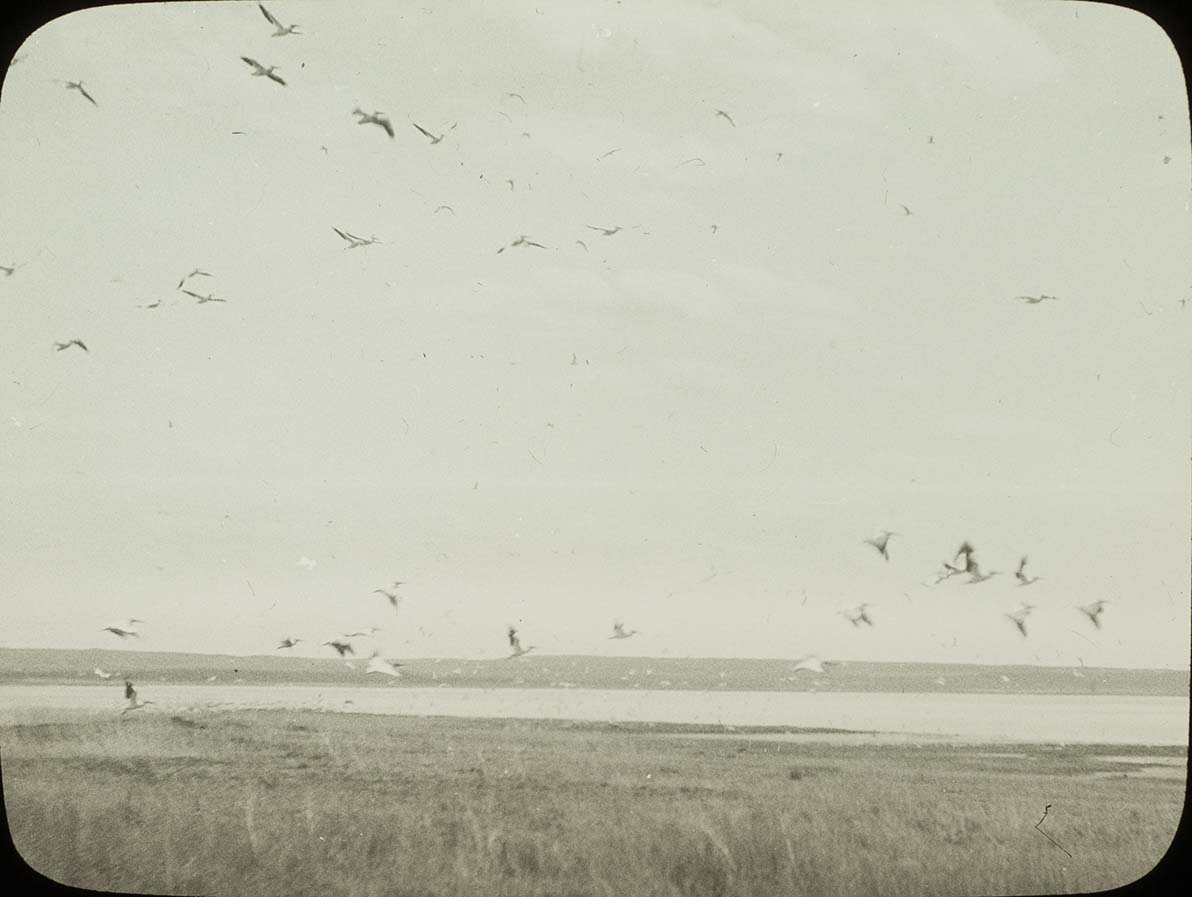 Lantern slide and photograph of a flock of White Pelicans in flight