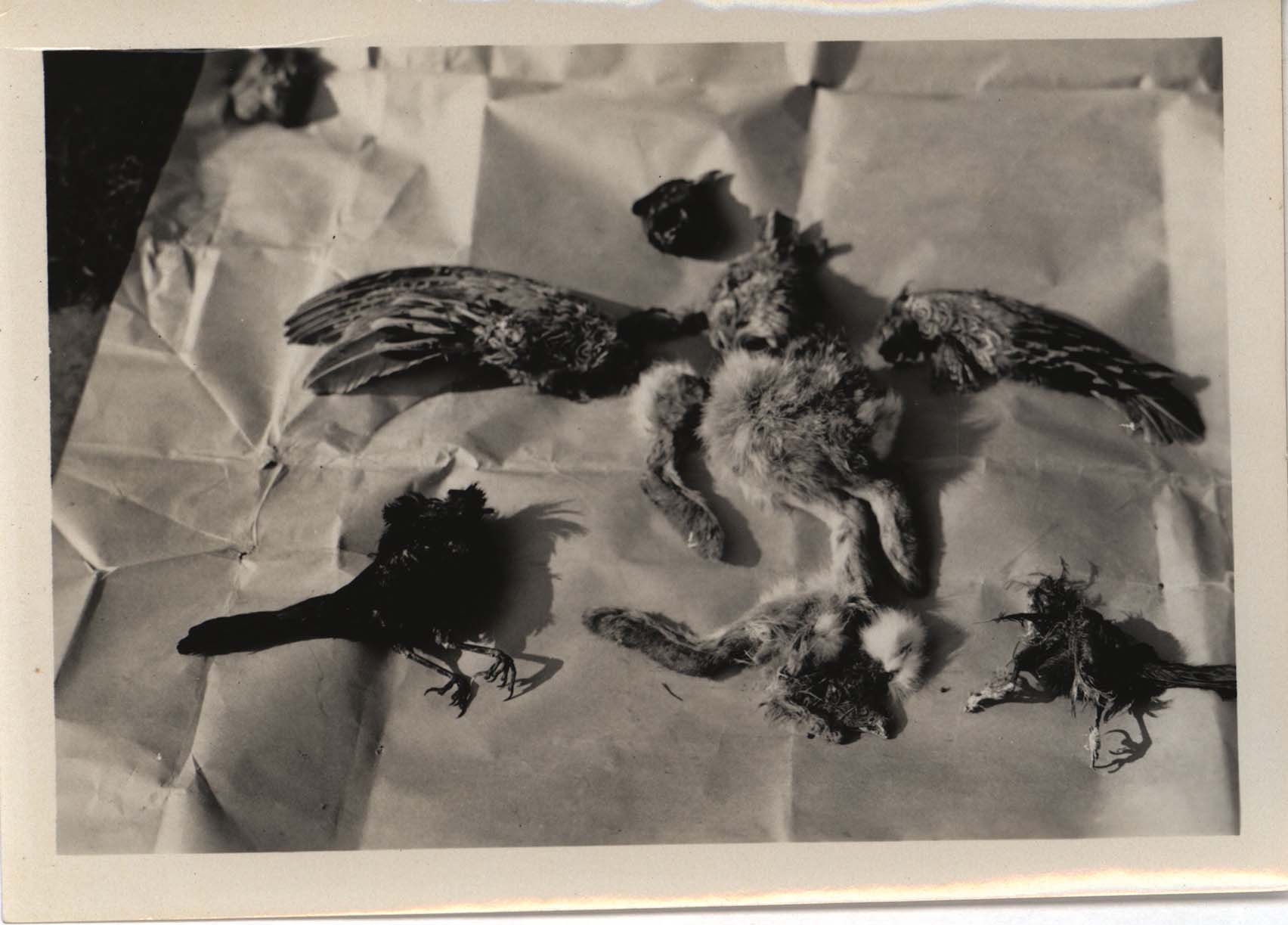 Photograph of the contents found in a Great Horned Owl nest