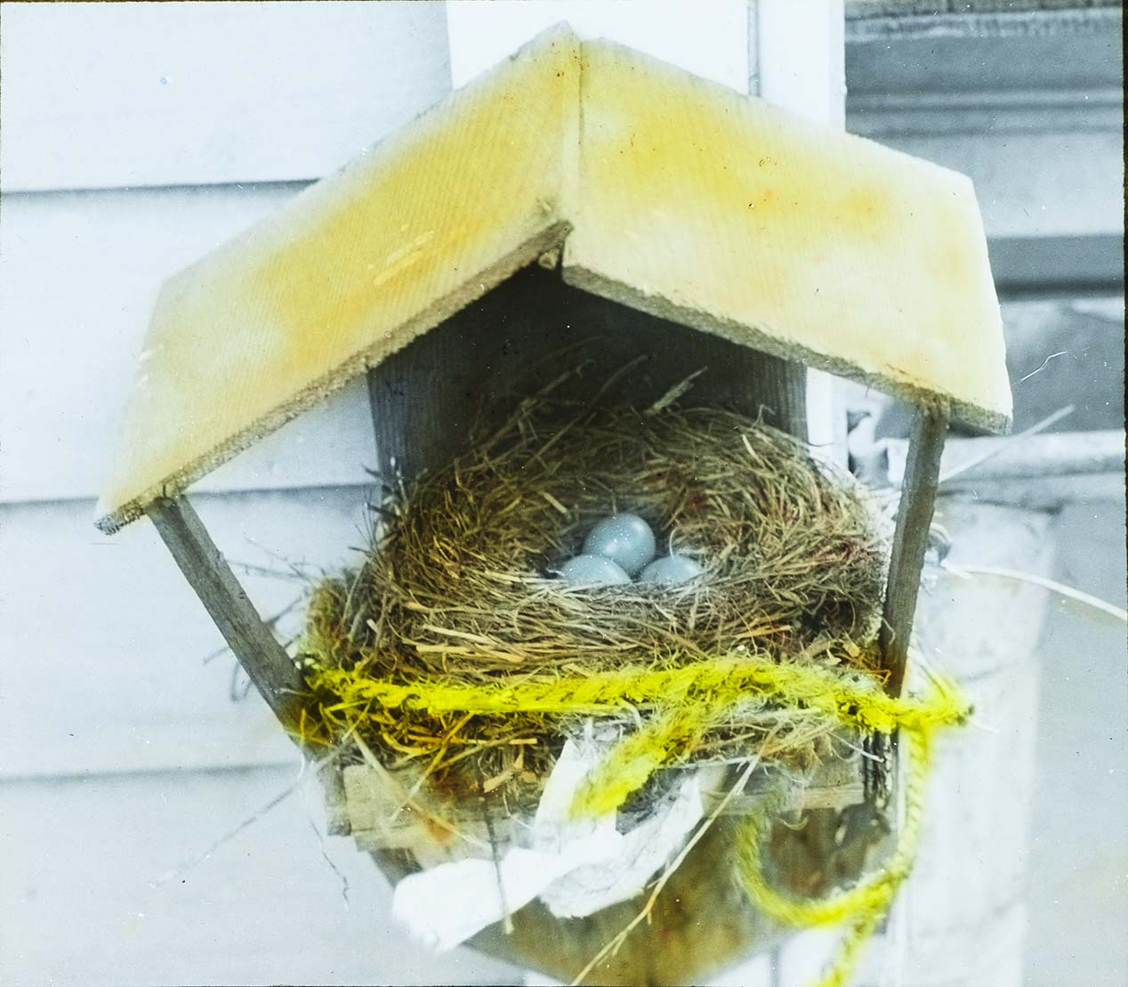 Lantern slide and photograph of eggs in Robin nest