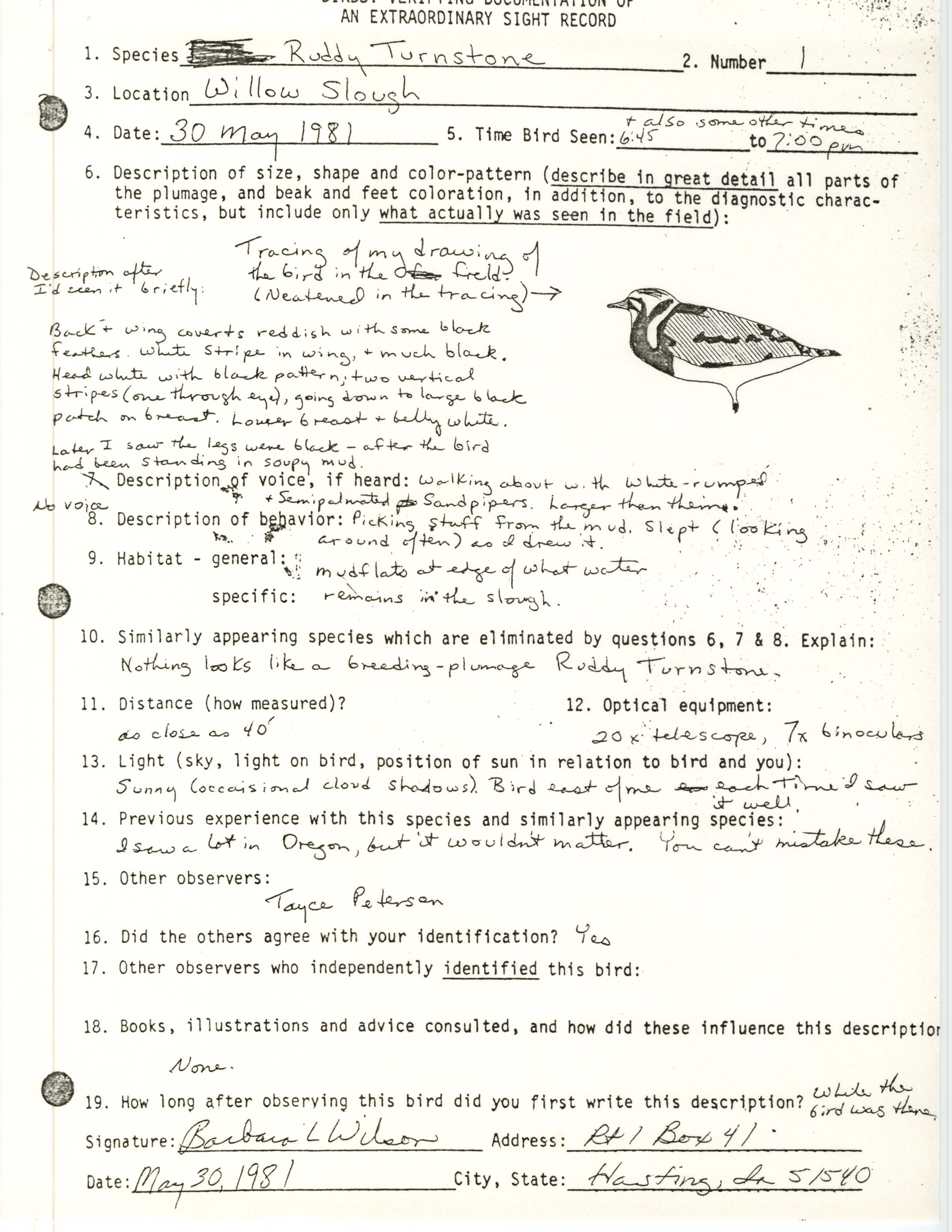 Rare bird documentation form for Ruddy Turnstone at Willow Slough, 1981