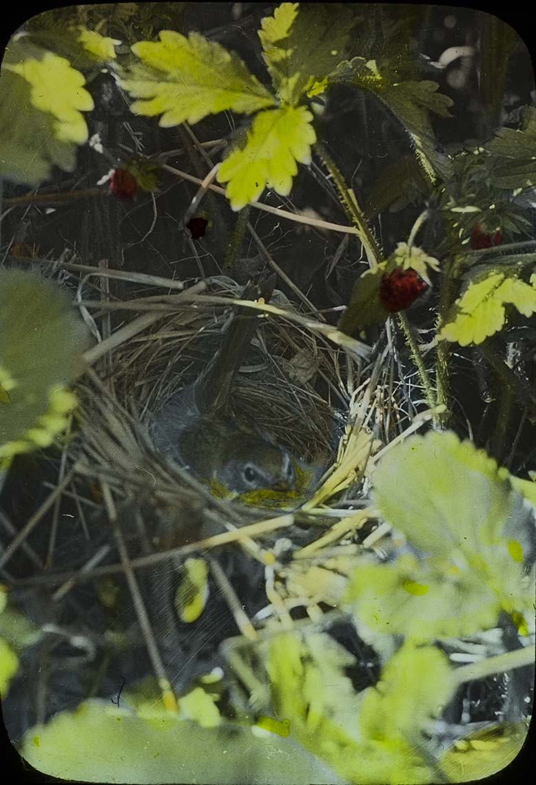 Lantern slide of a Maryland Yellow Throat sitting in a nest