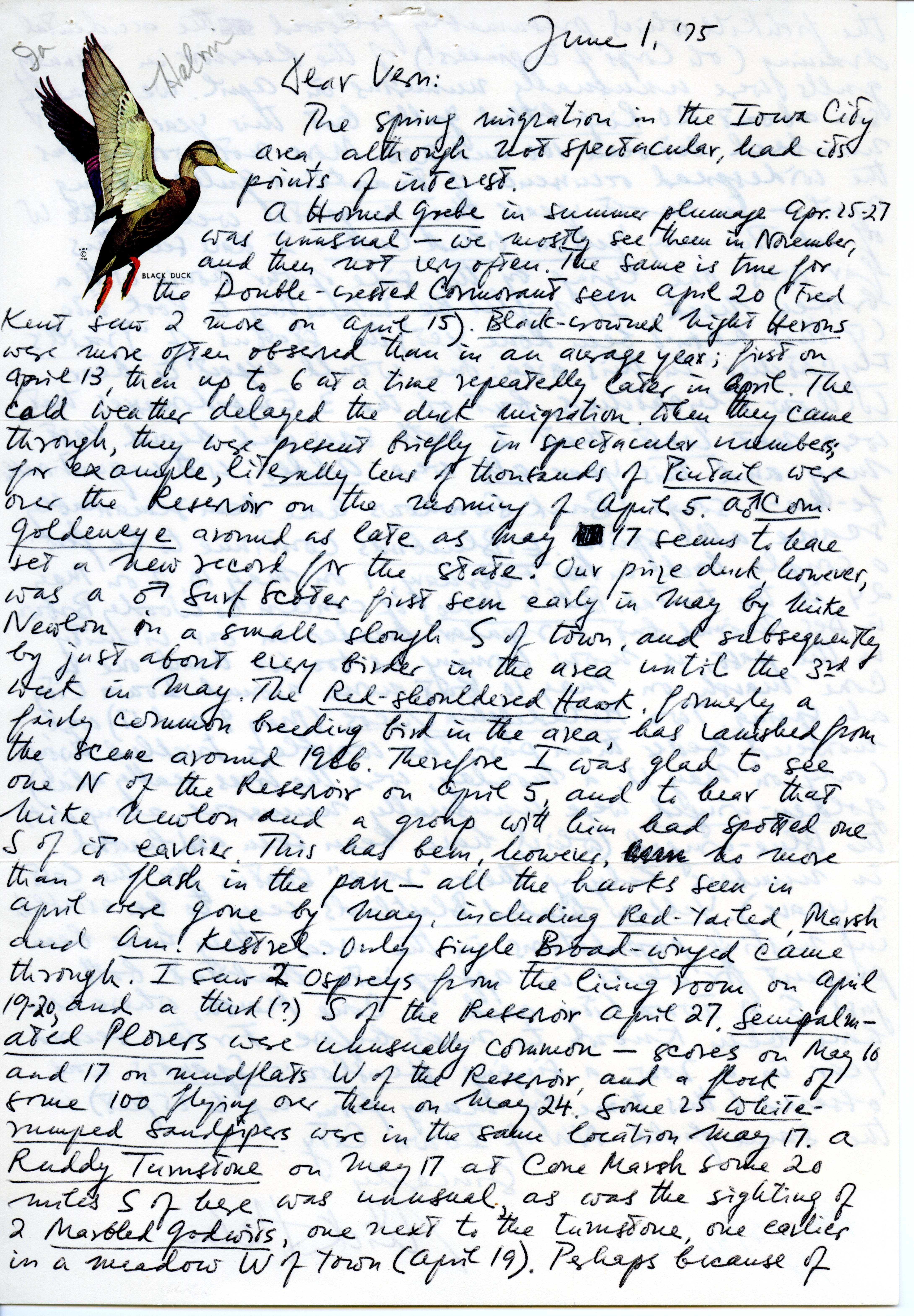 Nicholas S. Halmi letter to Vernon M. Kleen regarding birds sighted near Iowa City during spring migration, June 1, 1975