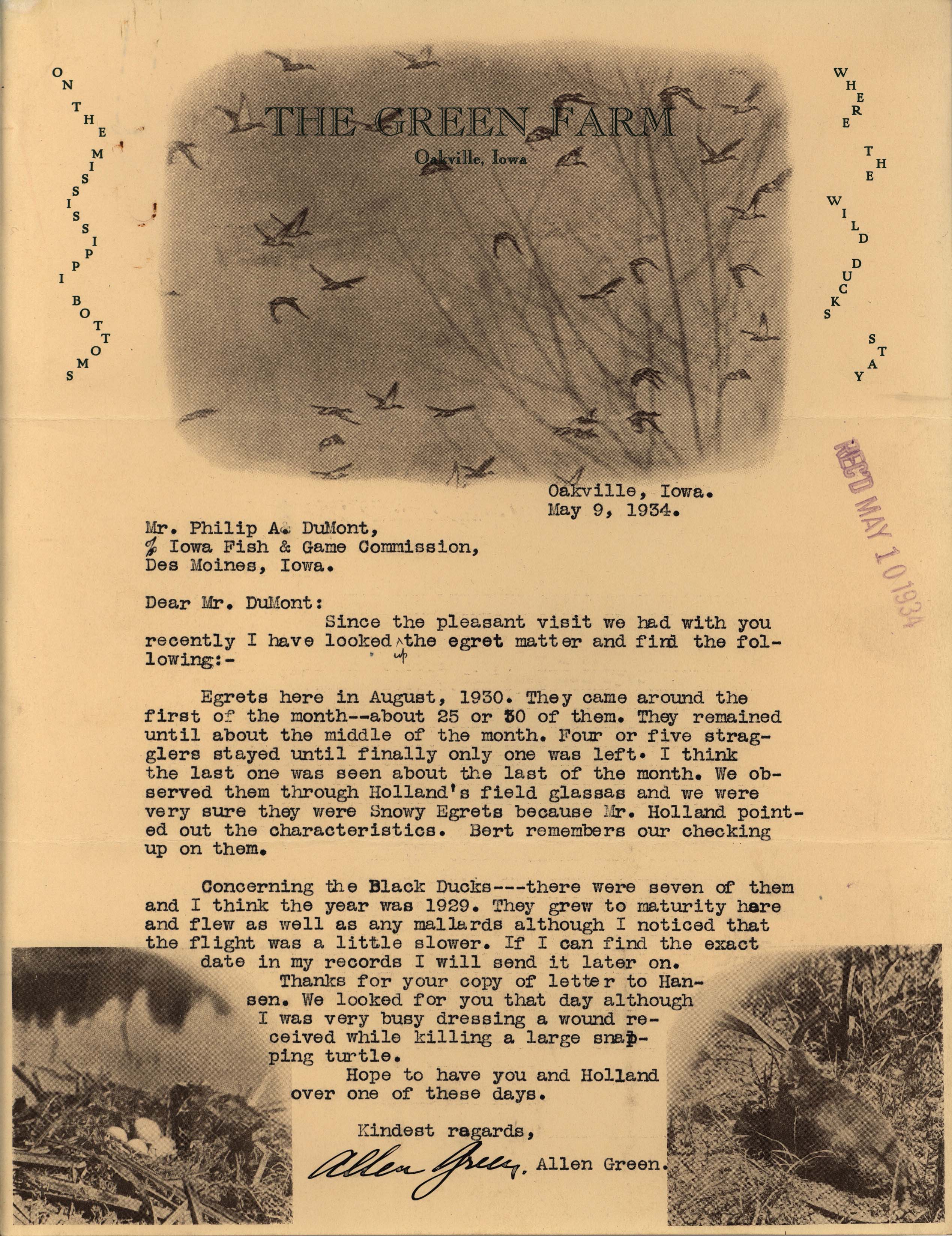Allen Green letter to Philip DuMont regarding Snowy Egrets and Black Ducks, May 9, 1934