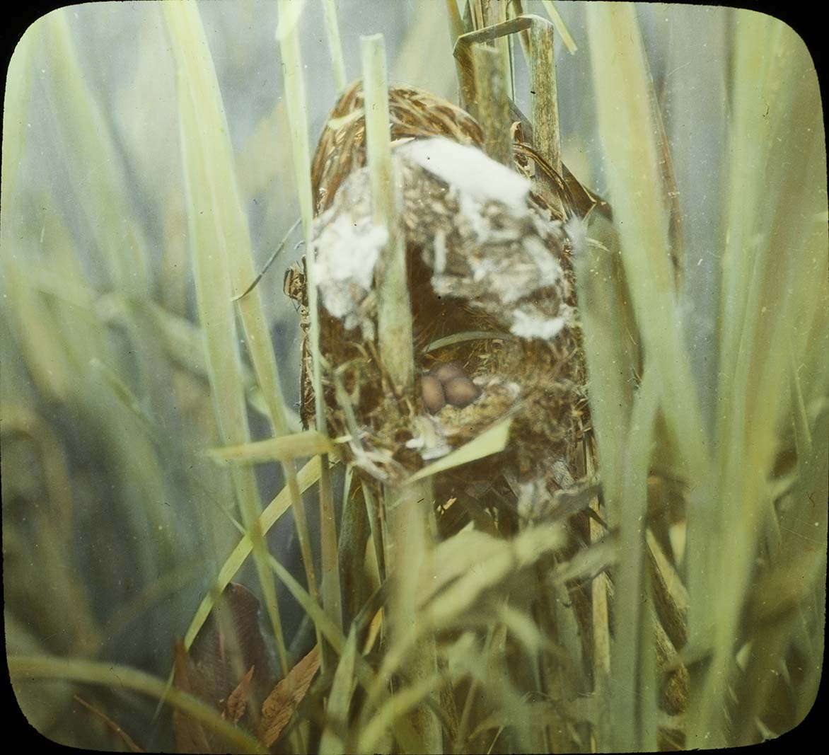 Lantern slide and photograph of eggs in a Long-billed Marsh Wren nest